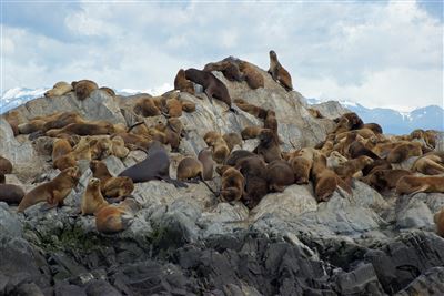 Seehunde auf der Insel Los Lobos